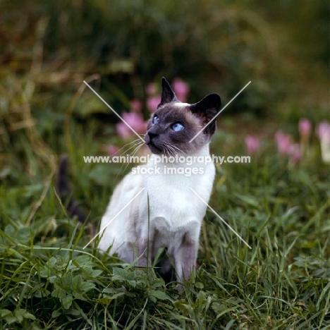 blue point siamese cat 