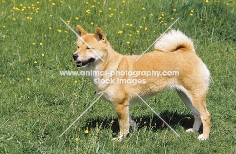 Shiba Inu side view