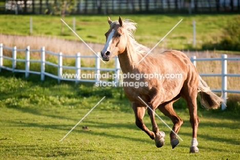 Palomino Quarter horse running