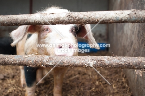 Inquisitive pig peering through pen