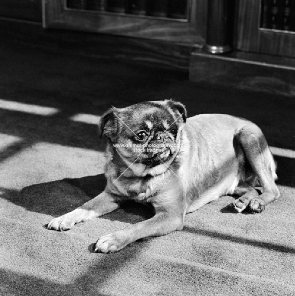 pet griffon brabancon in the sun on a hearthrug