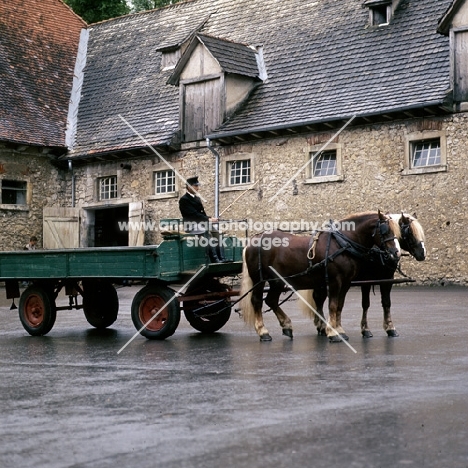 milliardär and merkur, schwarzwald stallions with farm cart at offenhausen