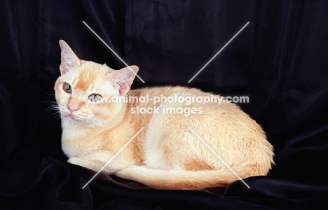 red Burmese cat resting on black background