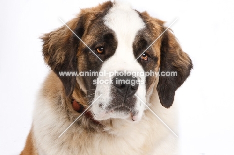 Saint Bernard head shot