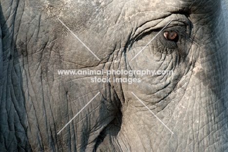 indian elephant close up