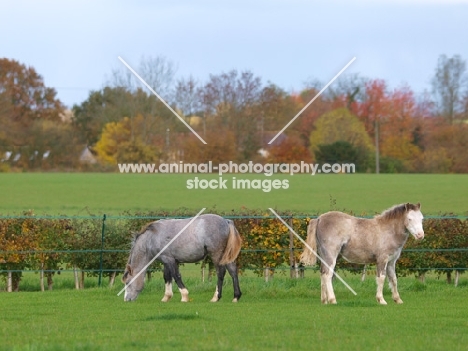 Welsh Mountain Ponies in field