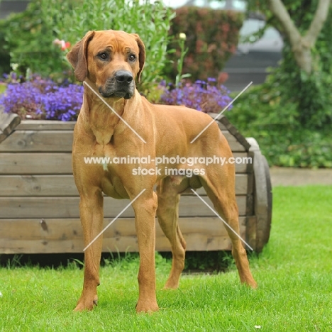 Rhodesian Ridgeback in garden