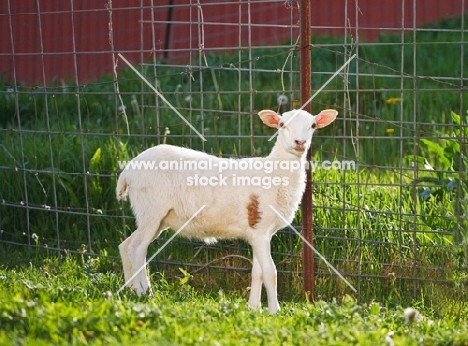 Cheviot cross bred sheep