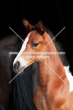 Skewbald foal on black background