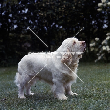 Side view of clumber spaniel