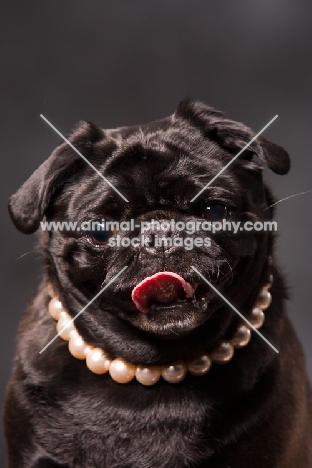 black Pug wearing necklace