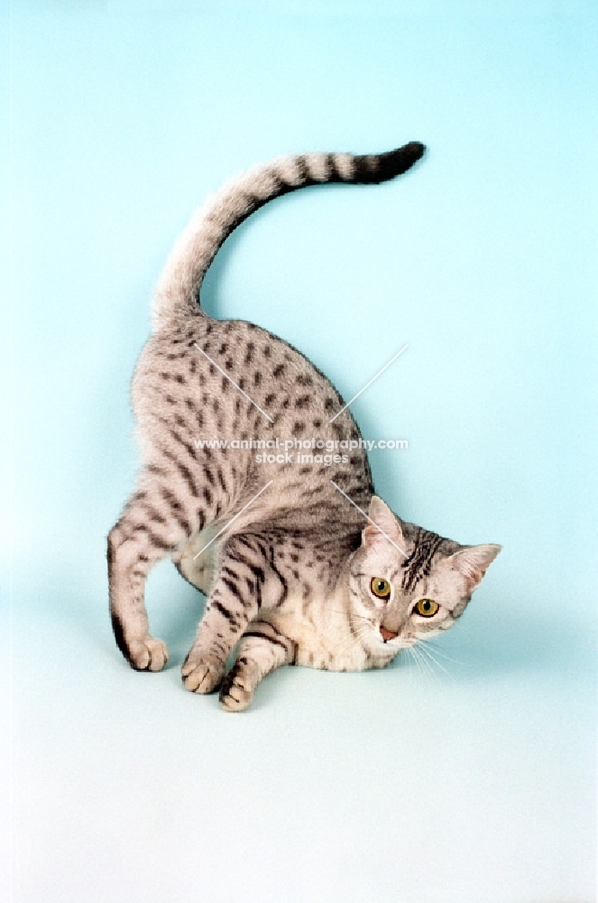 Egyptian Mau, tail up