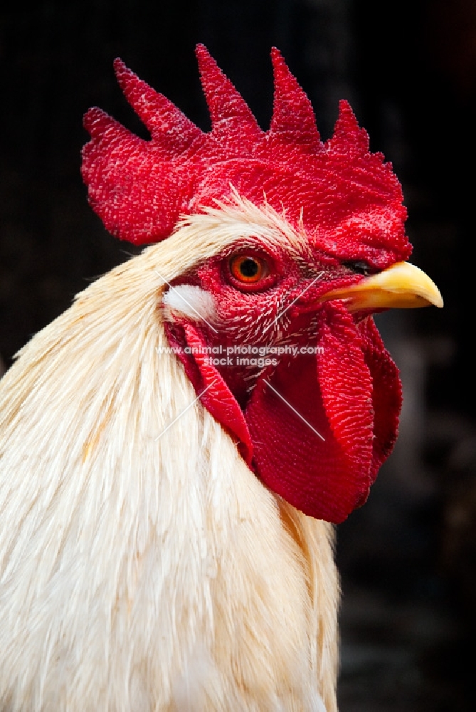 white cockerel portrait