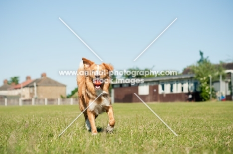 Nova Scotia Duck Tolling Retriever retrieving