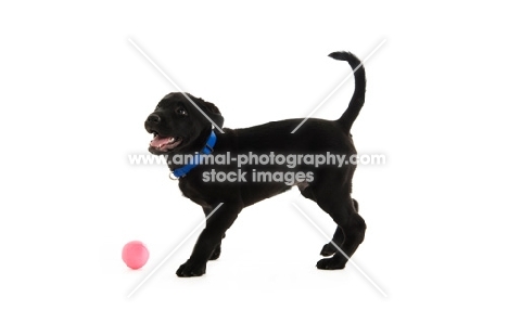 black labrador retriever isolated on a white background