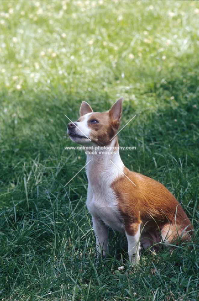 champion Podengo Portugues Pequeno looking up