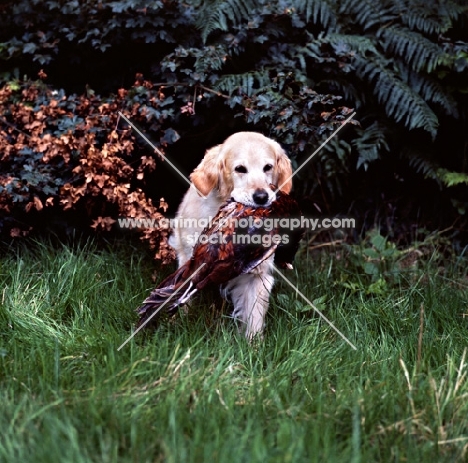 ch pippa of westley, golden retriever retrieving a pheasant