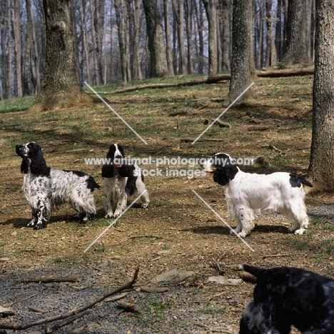 three english cocker spaniels in usa standing in woods
