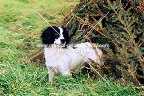 working type english springer spaniel near pine branches