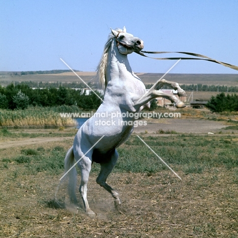 zasher, tersk stallion rearing