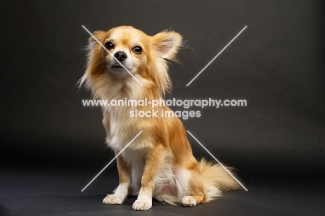 Long Haired Chihuahua on a black background