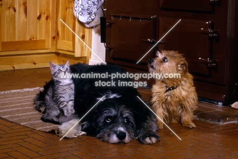 norfolk terrier, cross bred and kitten on a kitchen floor