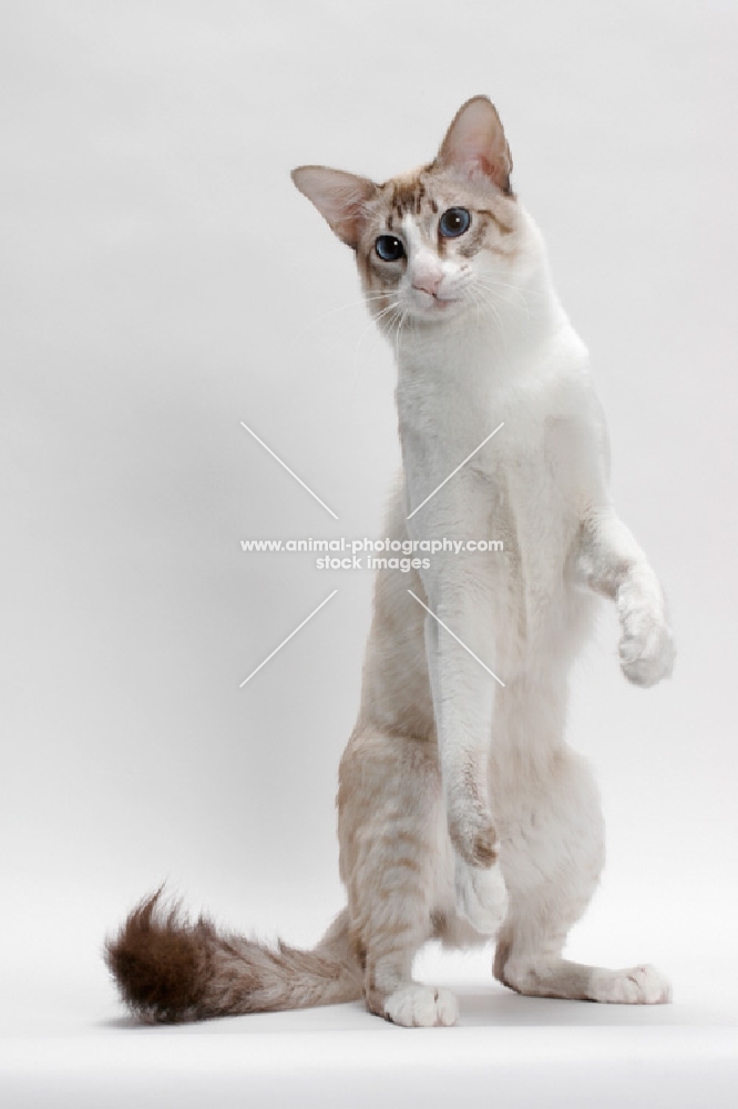 Balinese in studio, Seal Lynx Point, standing up