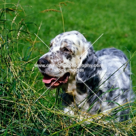 elswood seranade, english setter in long grass, head study