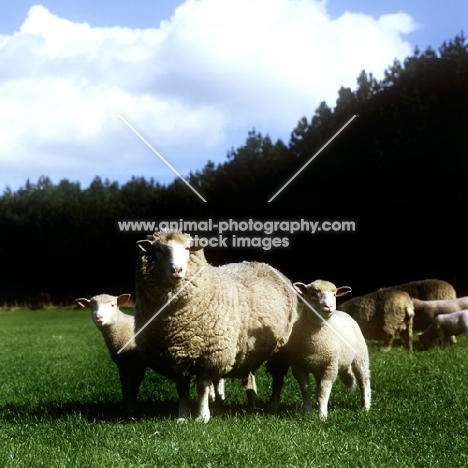 poll dorset ewe with two lambs