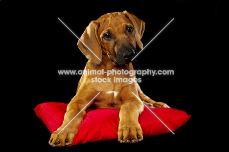 Rhodesian Ridgeback puppy on cushion