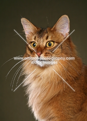 Somali cat