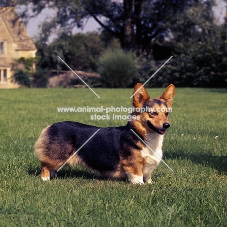 ch wey blackmint, tricolour   pembroke corgi standing on grass