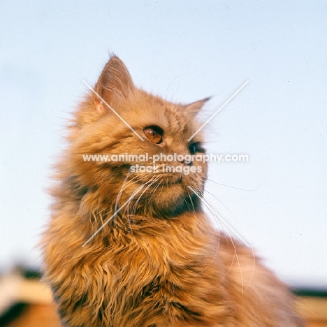 red tabby long hair cat