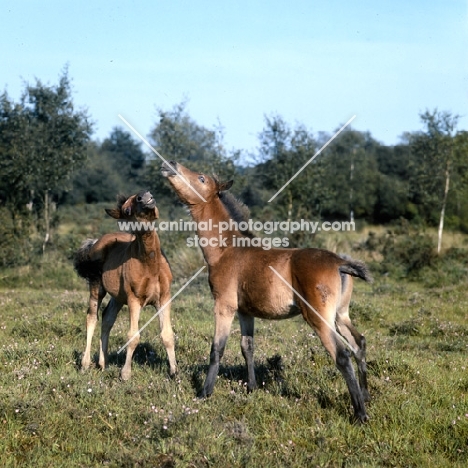 two new forest foals playing in the new forest