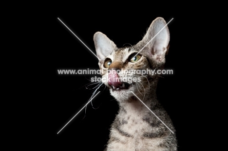 peterbald kitten licking mouth