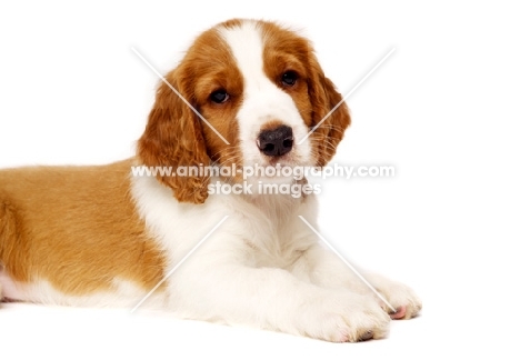 Welsh Springer Spaniel