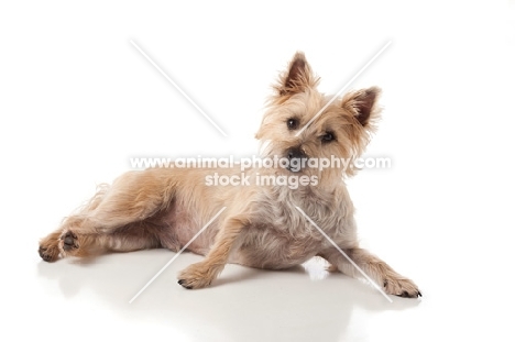 Cairn Terrier on white background