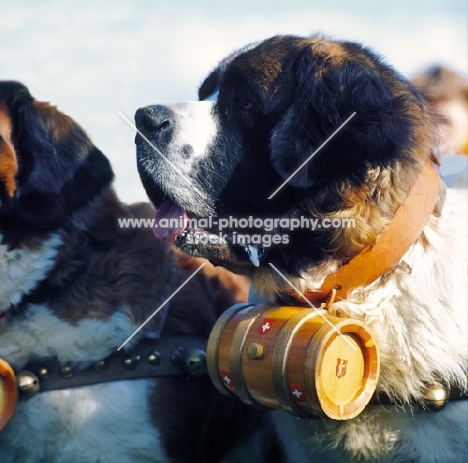 st bernard wearing cask around neck