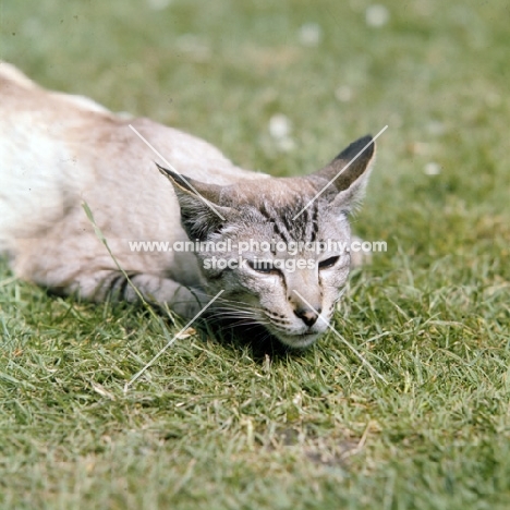 ch reoky cheetah, siamese tabby point (chocolate) cat