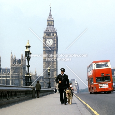 german shepherd dog from druidswood, police dog in london on westminster bridge