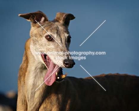 greyhound tongue out