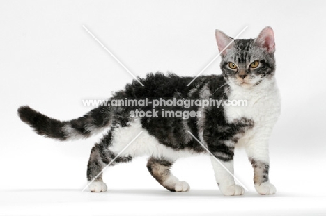 American Wirehair cat, Silver Classic Tabby & White coloured, standing on white background