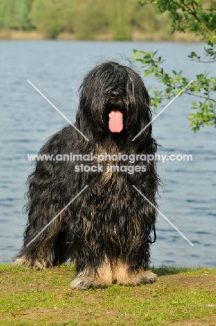 Cao da Serra de Aires (aka Portuguese Sheepdog)