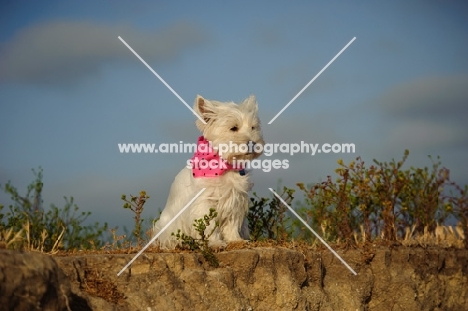 West Highland White Terrier wearing pink scarf