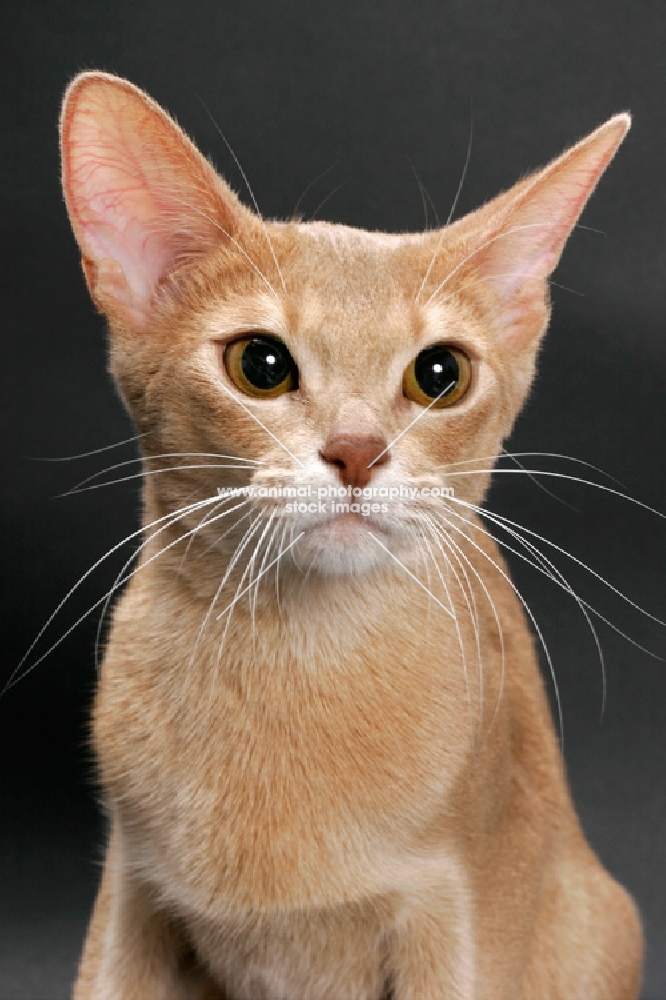 fawn Abyssinian on grey background, portrait