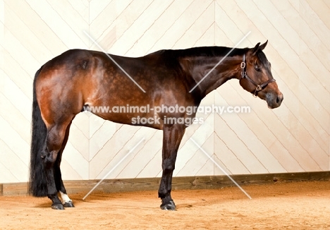 Bay Quarter Horse standing.