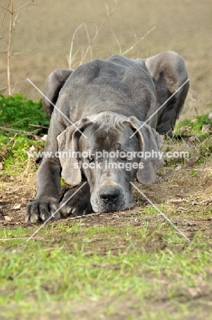 Great Dane looking sad