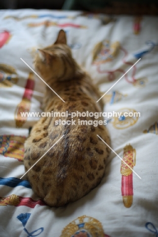 Back view of the coat of a golden bengal cat resting on the bed