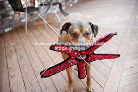 staffordshire terrier mix holding red toy in mouth