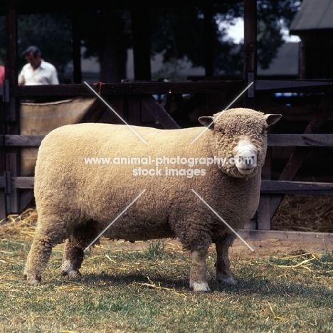 ryeland ram looking at camera